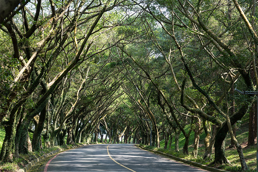 長庚球場綠蔭大道-01