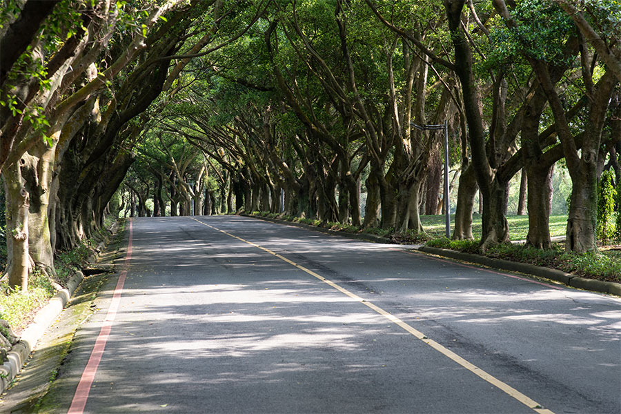 長庚球場綠蔭大道-02